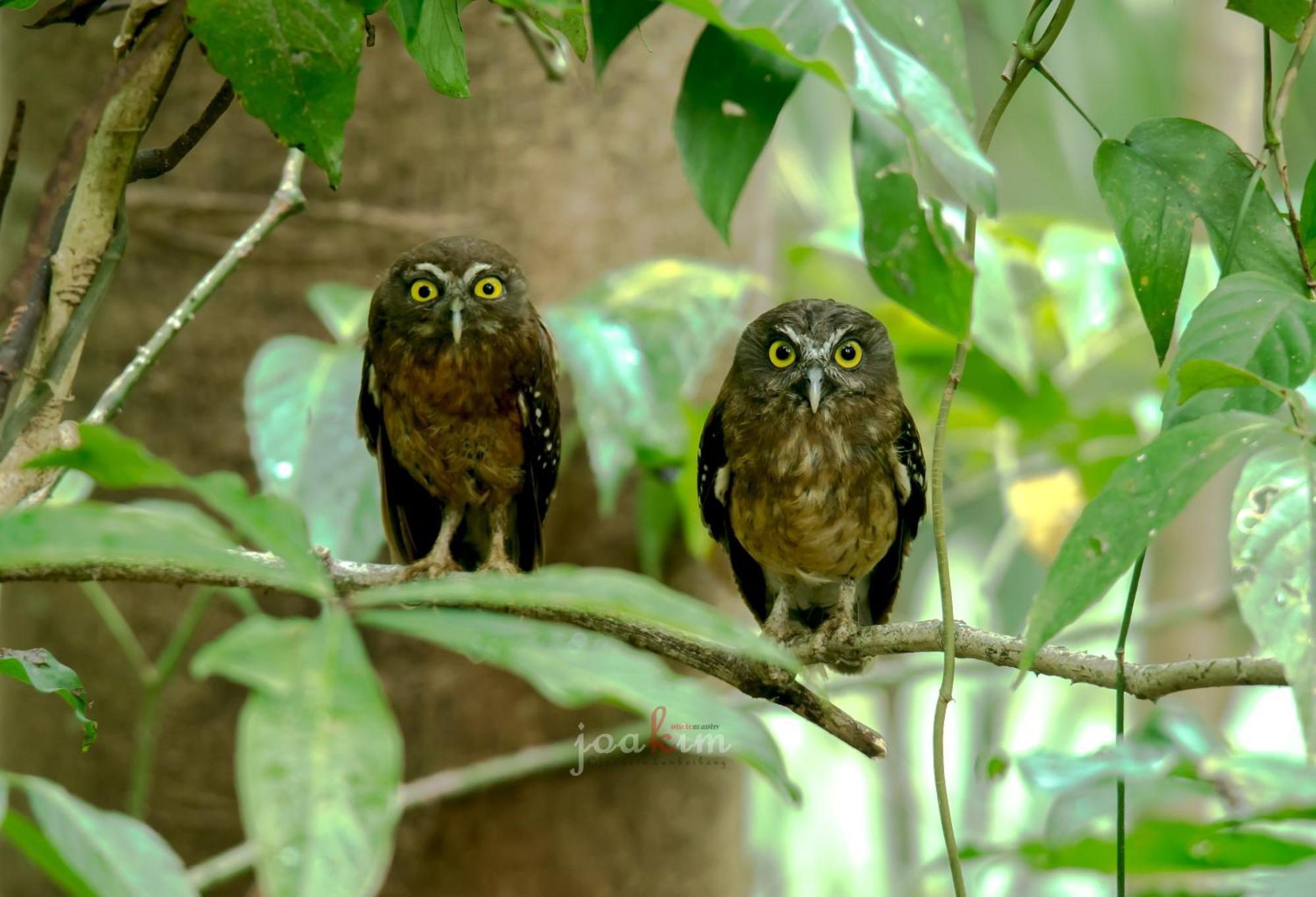 Tangkoko Backpacker Home Stay Rinondoran Esterno foto