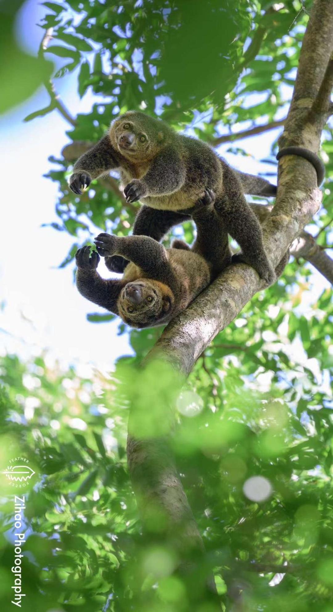 Tangkoko Backpacker Home Stay Rinondoran Esterno foto