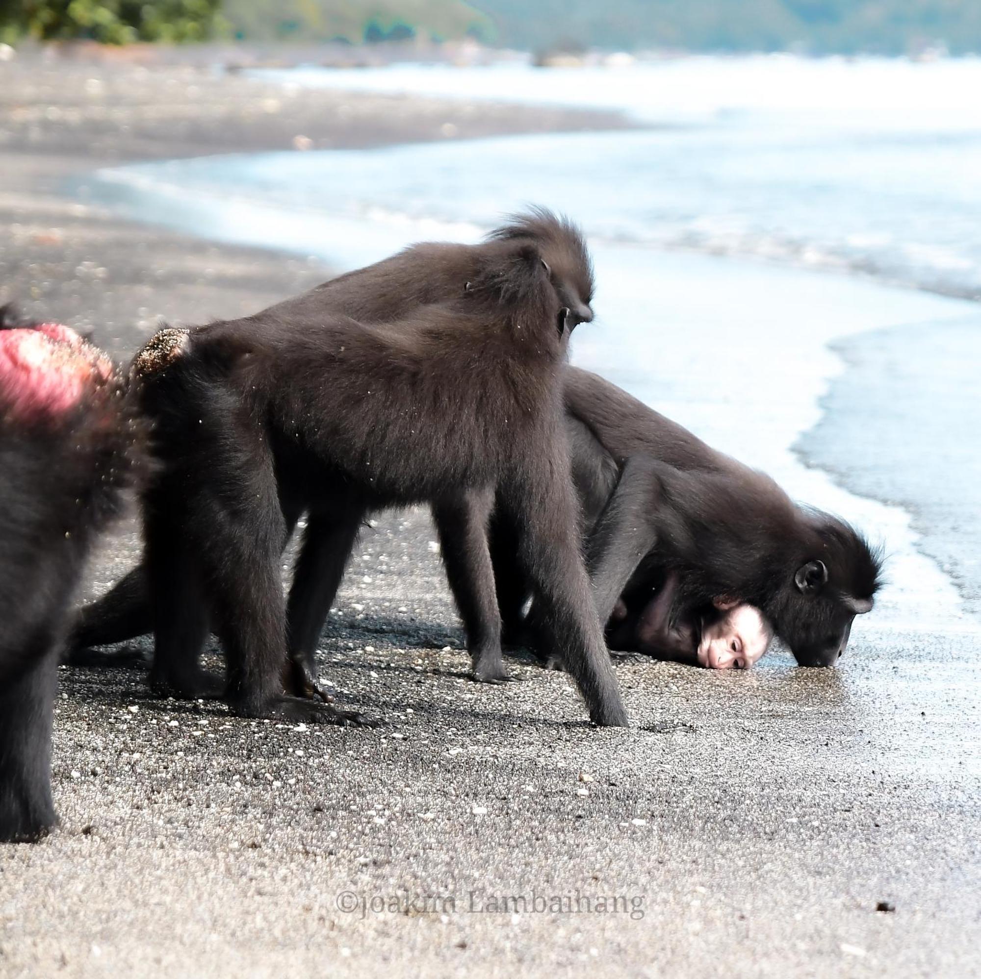 Tangkoko Backpacker Home Stay Rinondoran Esterno foto
